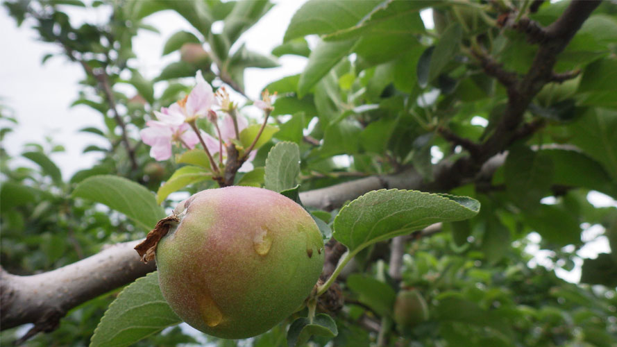 土屋農園のりんご