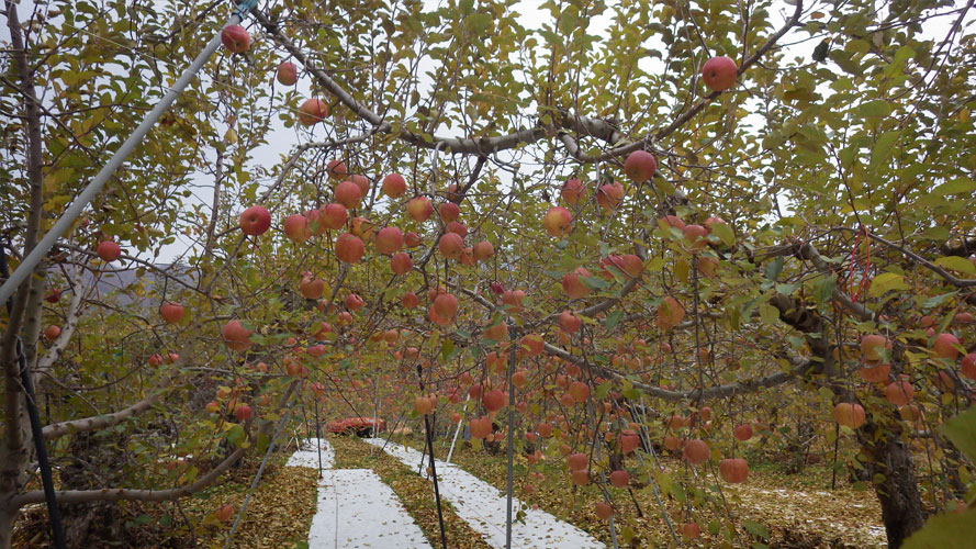 土屋農園のりんご
