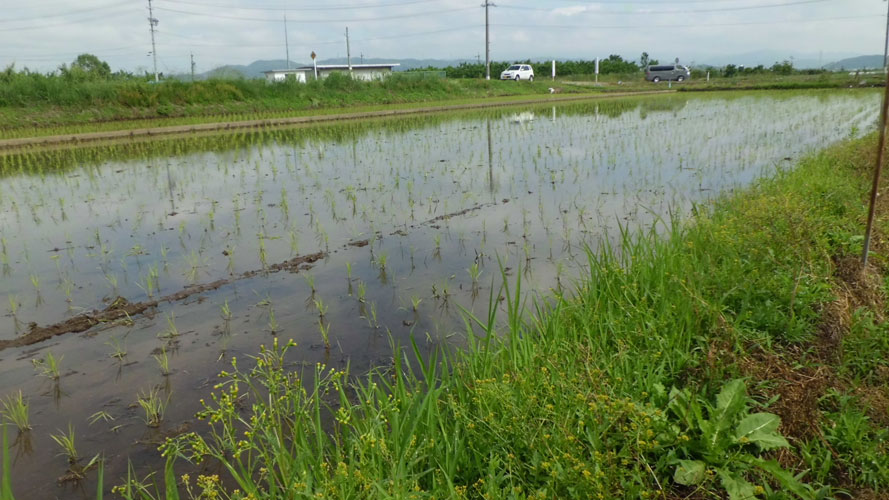 土屋農園のお米