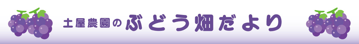 土屋農園のぶどう畑だより